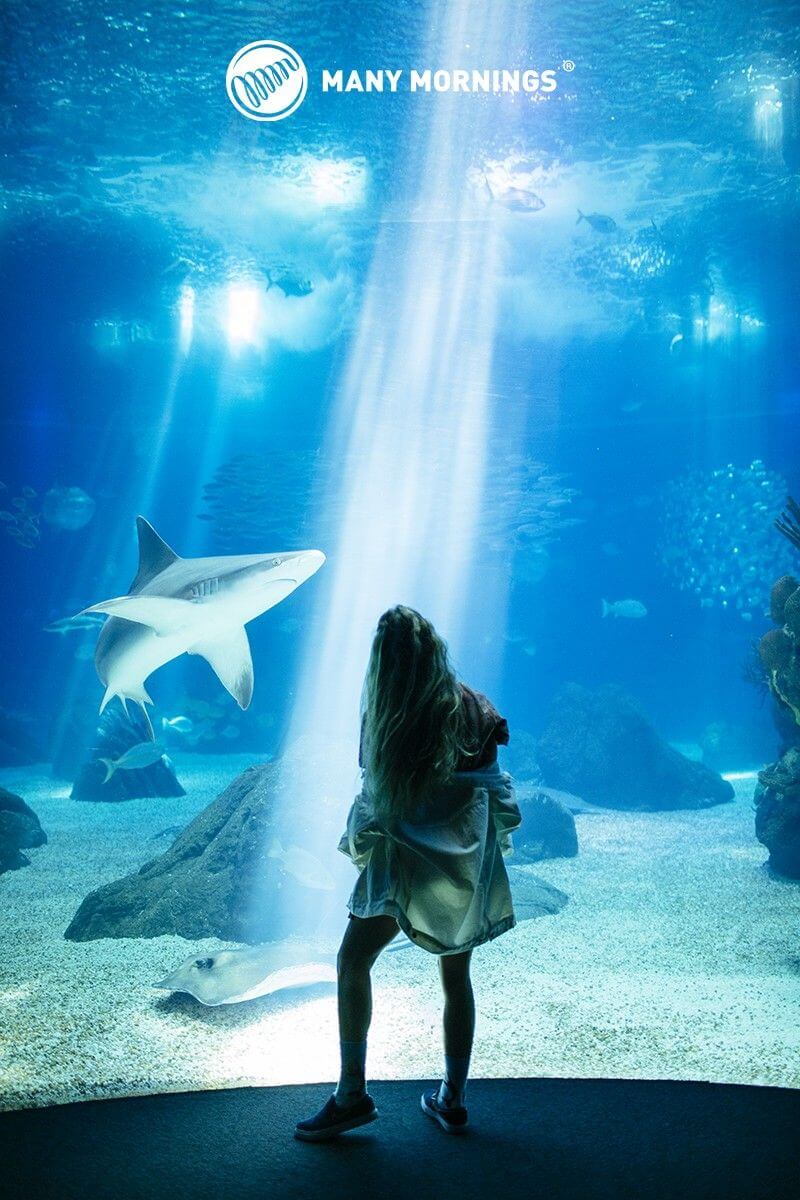 Ocean Life – Bild 3